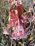 IMG-20210217-WA0052