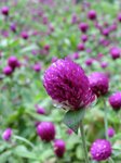 IMG_5197