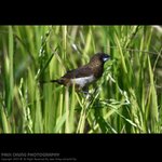 abird_001