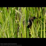 abird_002