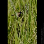 abird_003
