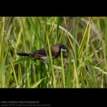 abird_004