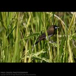 abird_005