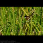 abird_006