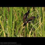 abird_007