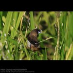 abird_008