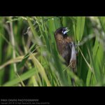 abird_009