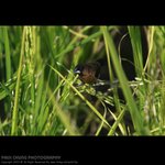 abird_010