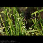 abird_011