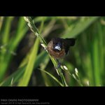 abird_012