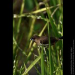 abird_013