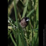 abird_014