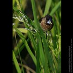 abird_015
