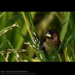 abird_016