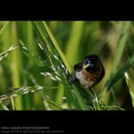 abird_017