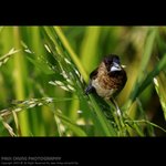 abird_018