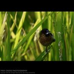 abird_019