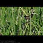 abird_020