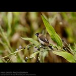 abird_021