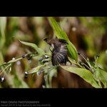abird_022
