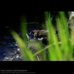abird_023