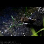 abird_024