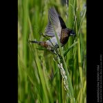 abird_025