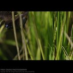 abird_026