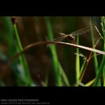 abird_027