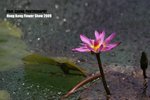 flower1_001