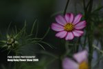 flower1_002