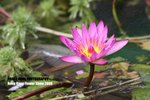 flower1_003