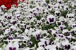 flower1_004