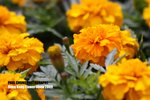 flower1_005