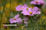 flower1_006