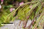 flower1_008