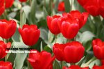 flower1_010