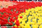 flower1_011