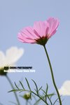 flower1_012