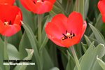 flower1_014