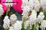 flower1_015