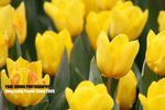 flower1_019
