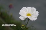 flower1_020