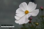 flower1_021