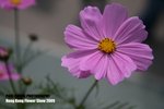 flower1_036