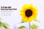 flower1_068