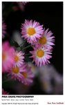 flower_003