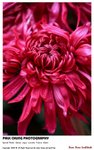 flower_011