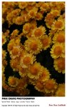 flower_021