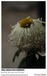 flower_022